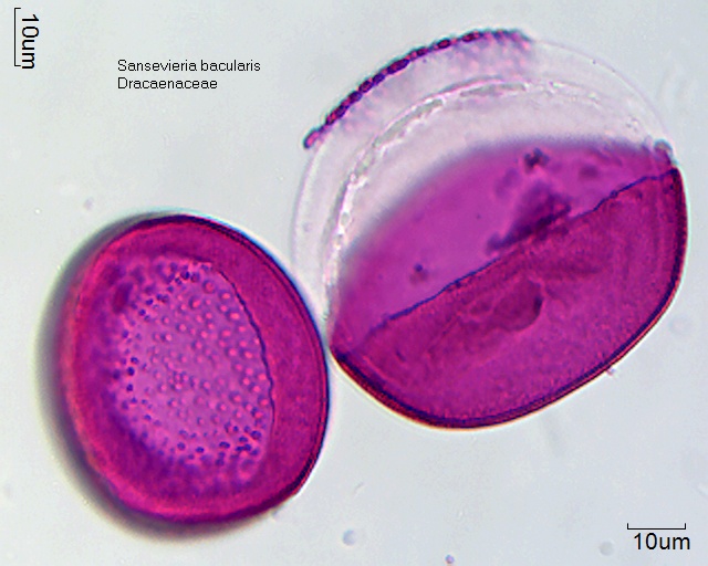 Pollen von Sansevieria bacularis