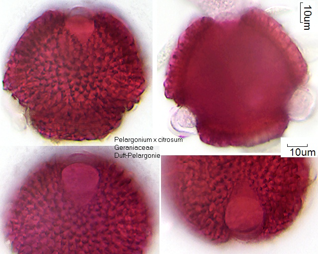 Pollen von Pelargonium x citrosum