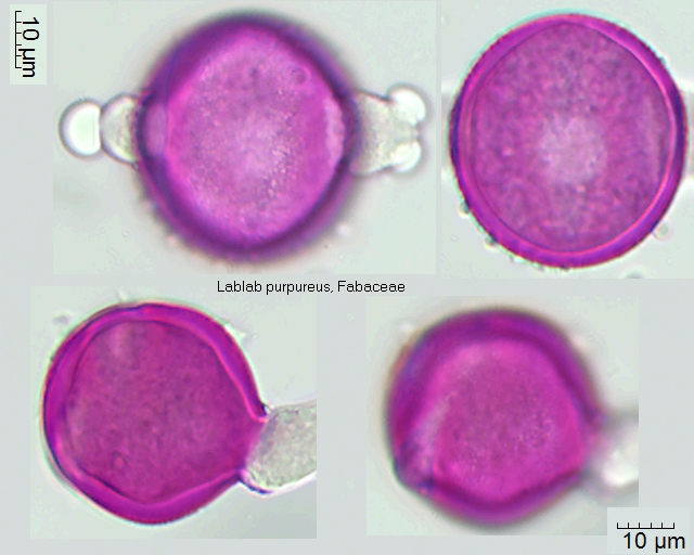 Pollen von Lablab purpureus