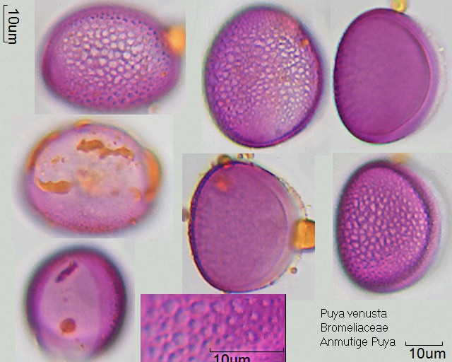 Pollen von Puya venusta