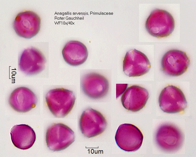 Pollen von Anagallis arvensis
