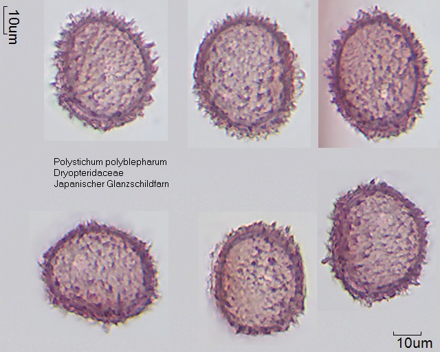 Sporen von Polystichum polyblepharum