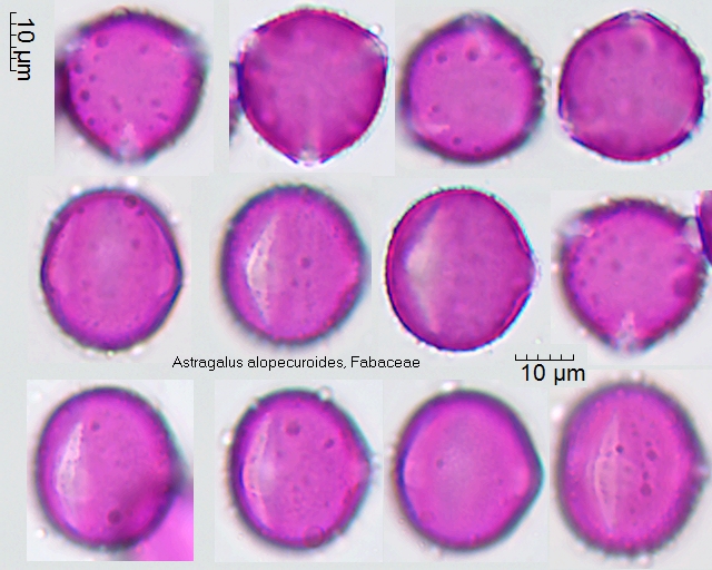 Pollen von Astragalus alopecuroides