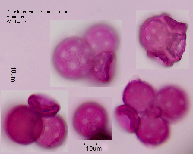 Datei:Celosia argentea (6).jpg