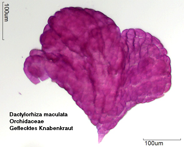 Pollinium von Dactylorhiza maculata