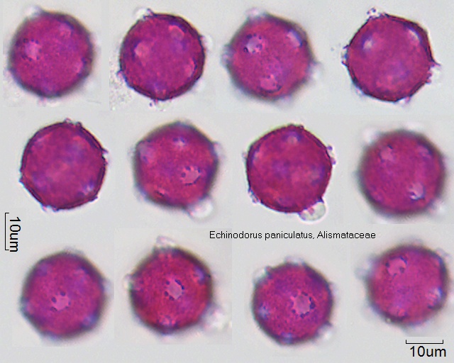 Pollen von Echinodorus paniculatus