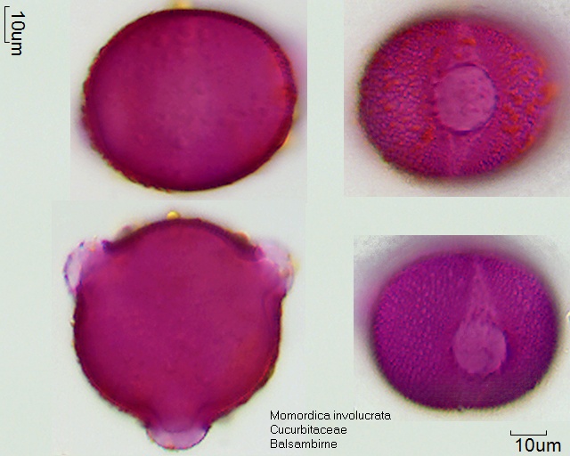 Pollen von Momordica involucrata