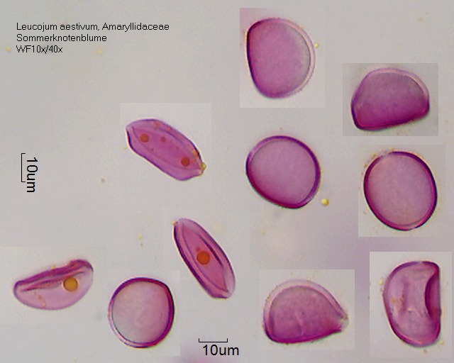 Pollen von Leucojum aestivum, 2-039