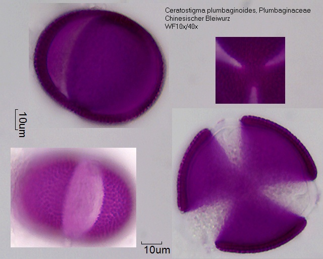Pollen von Ceratostigma plumbaginoides