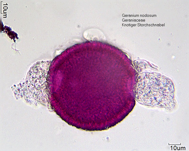 Geranium nodosum (2).jpg