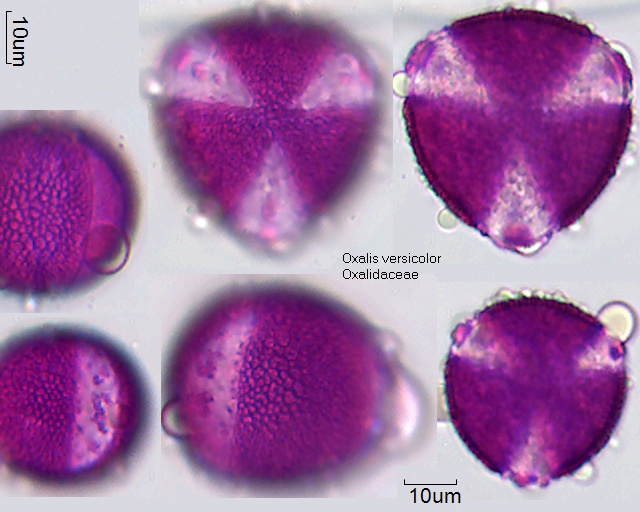 Pollen von Oxalis versicolor