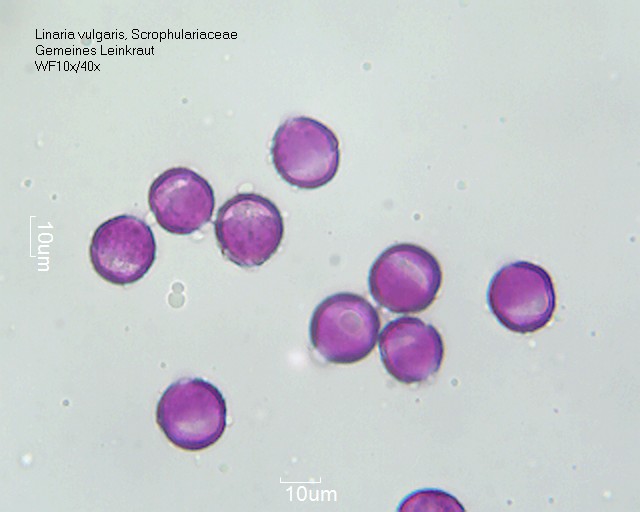 Datei:Linaria vulgaris (2).jpg