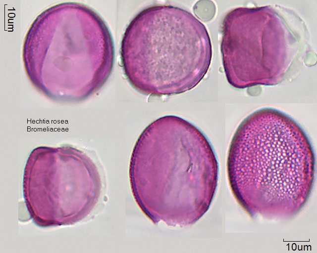 Pollen von Hechtia rosea, 5-010-1