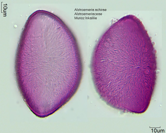 Datei:Alstroemeria achirae (1).jpg