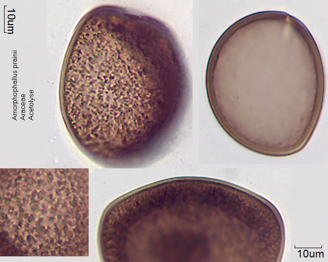 Acetolysierter Pollen von Amorphophallus prainii, A-016