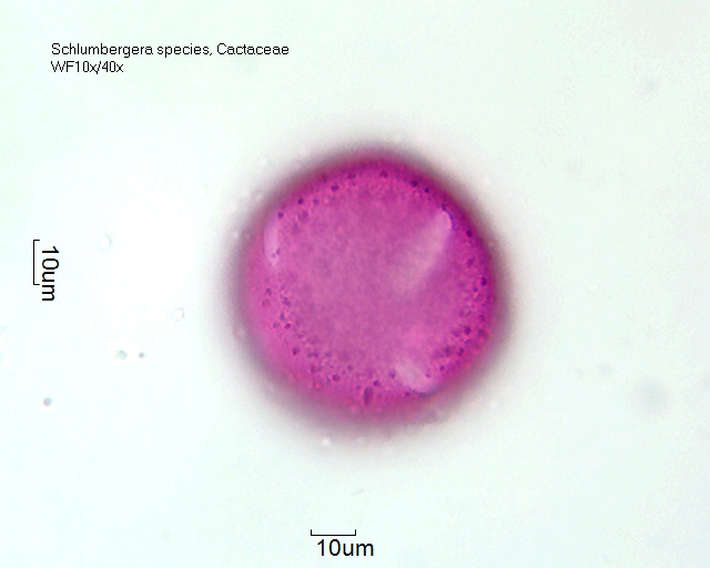 Pollen von Schlumbergera truncata