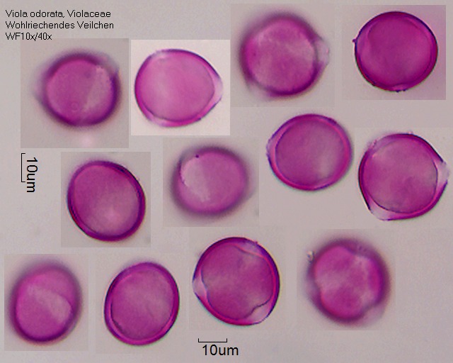 Datei:Viola odorata (2).jpg