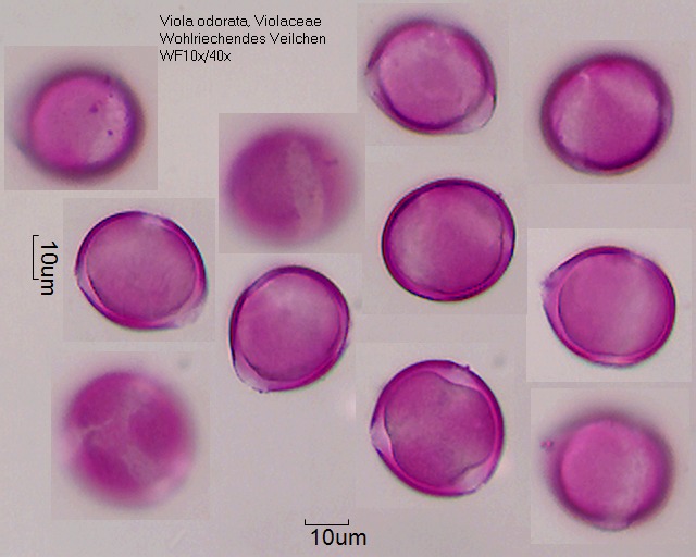 Pollen von Viola odorata