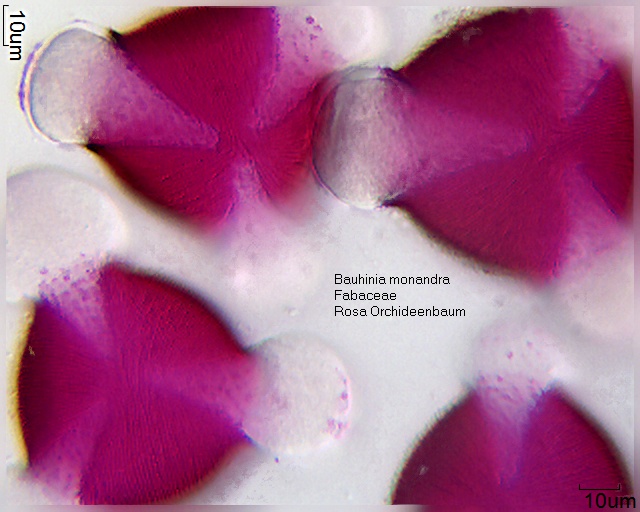 Datei:Bauhinia monandra (1).jpg