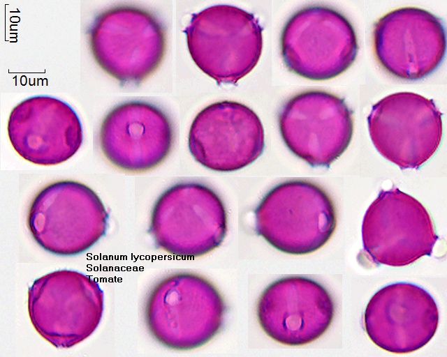 Pollen von Solanum lycopersicum