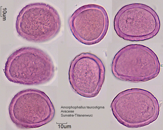 Pollen von Amorphophallus taurostigma