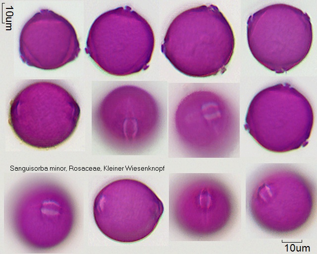 Pollen von Sanguisorba minor (1).jpg