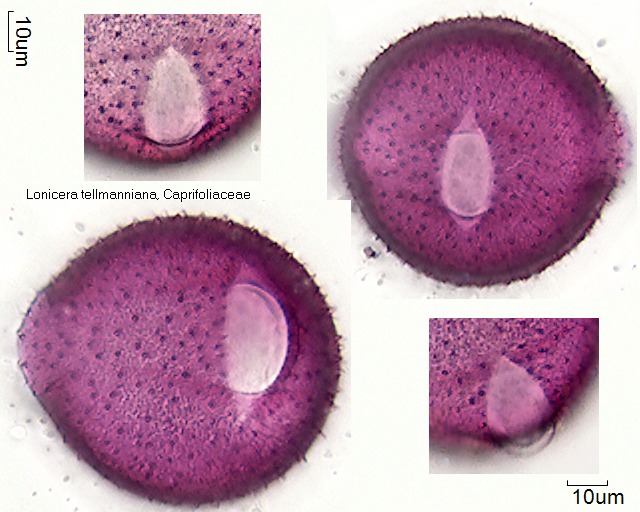 Pollen von Lonicera tellmanniana