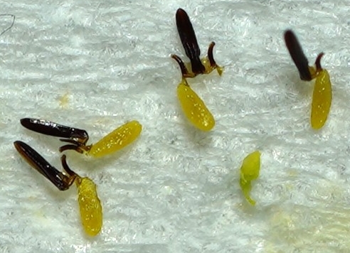 Pollinarium von Tweedia caerulea, ca. 1 mm gross
