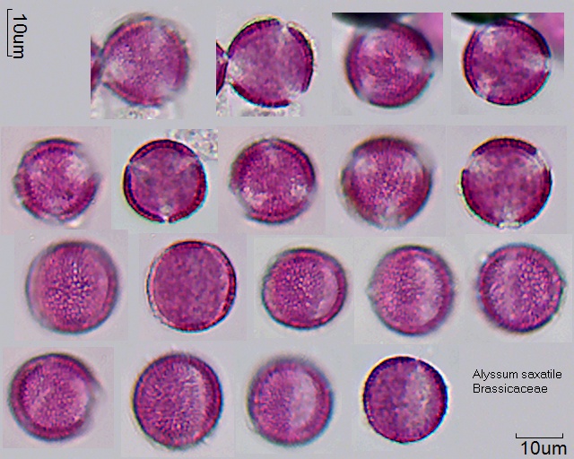 Pollen von Alyssum saxatile