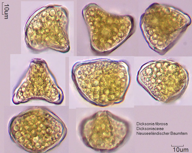 Sporen von Dicksonia fibrosa