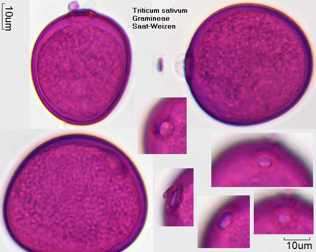 Pollen von Triticum sativum