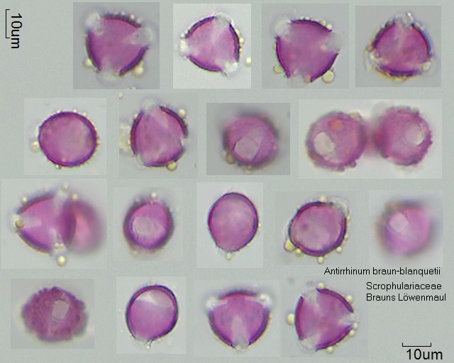 Pollen von Antirrhinum braun-blanquetii