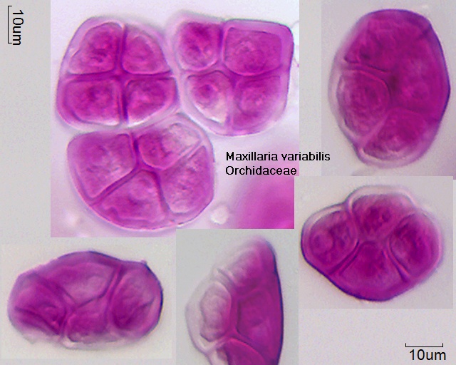 Datei:Maxillaria variabilis.jpg