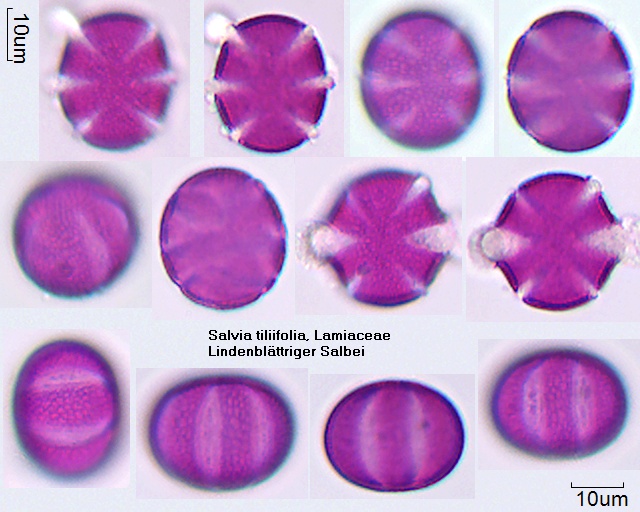 Pollen von Salvia tiliifolia