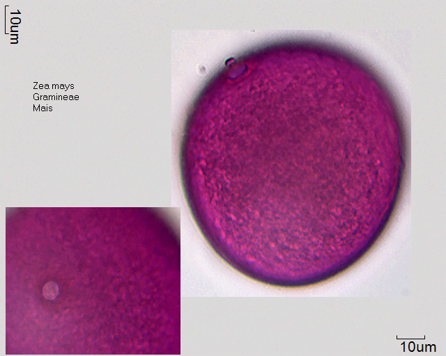 Pollen von Zea mays