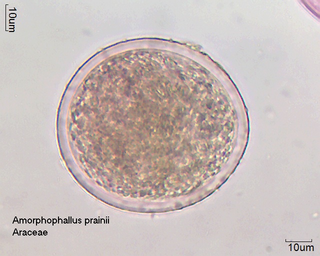 Pollen von Amorphophallus prainii