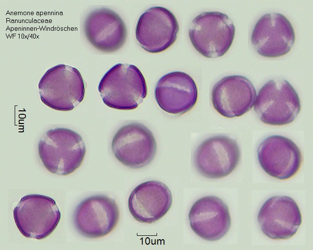 Pollen von Anemone apenninag