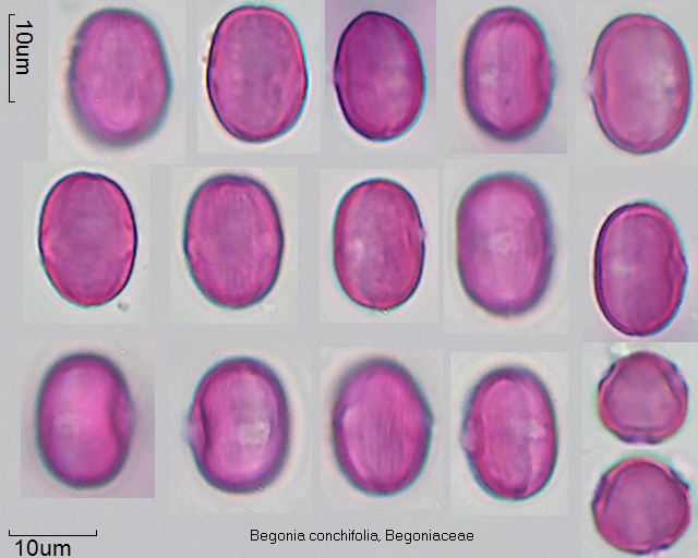 Datei:Begonia conchifolia.jpg