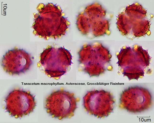 Pollen von Tanacetum macrophyllum