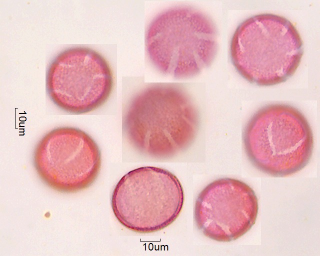 Eschscholzia californica (1).jpg