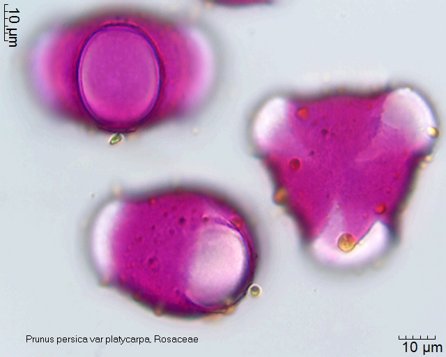 Pollen von Prunus persica var platycarpa