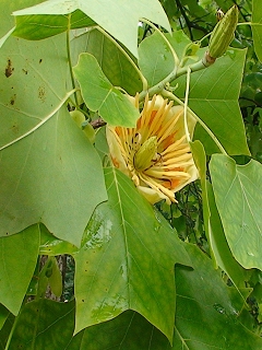 Datei:VLiriodendron tulipifera.JPG