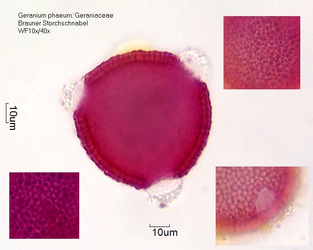 Pollen von Geranium phaeum