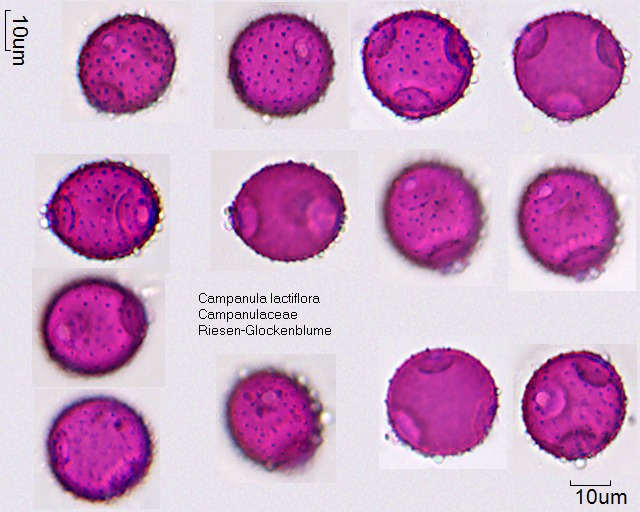 Pollen von Campanula lactiflora