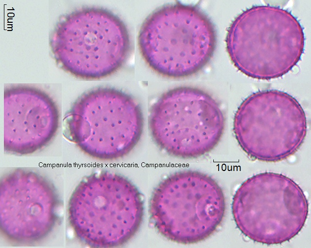 Pollen von Campanula thyrsoides x cervicaria