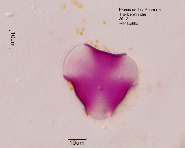 Pollen von Prunus padus