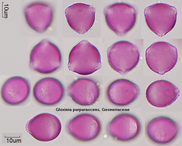 Pollen von Gloxinia purpurascens