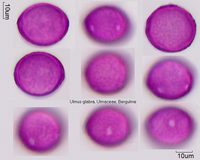 Pollen Ulmus glabra