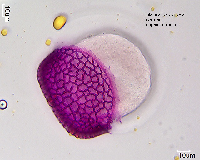 Pollen von Belamcanda punctata