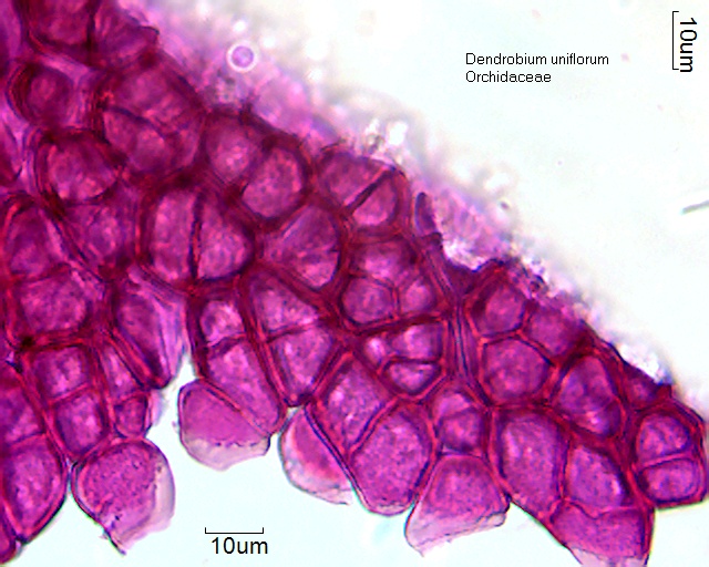 Zellen des Polliniums von Dendrobium uniflorum